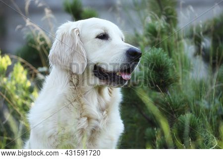 Golden Retriever Dog In The Garden With Green Background
