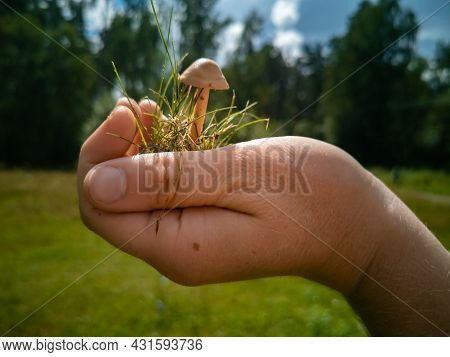 Inedible Mushrooms. A Hand Holds A Mushroom Toadstool In The Palm Of The Hand. Dangerous Mushrooms I