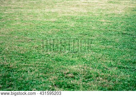 Green Summer Meadow With Reshly Mown Grass