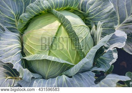 Green Cabbage Head, Top View. Green Cabbage Head In Field. Gardening Cabbage Background In Open Grou