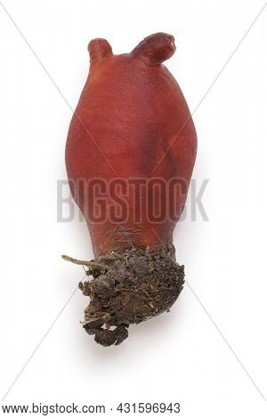 red hoya (sea squirt) , sea pineapple
