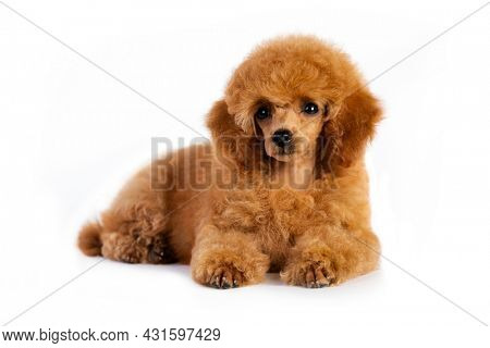 red haired poodle
