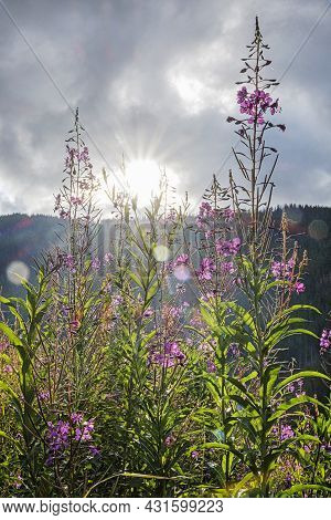 Epilobium Angustifolium Flowers, Otrhance Mountain Ridge, Western Tatras, Slovak Republic. Seasonal 