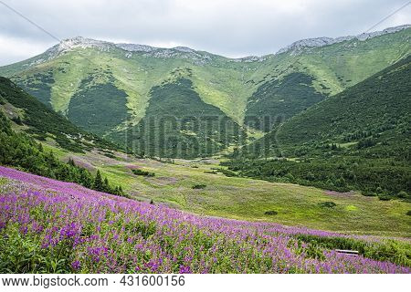 Flowering Meadow, Belianske Tatras Mountain, Slovak Republic. Seasonal Natural Scene.