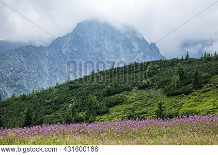 Flowering Meadow, Belianske Tatras Mountain, Slovak Republic. Seasonal Natural Scene.