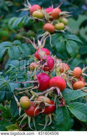 Rose Hip (rose Haw, Rose Hep) Bush With Fruits