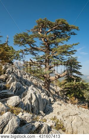 Lebanese Cedar trees at the slopes of Tahtali mountain at Lycian way trekking way in Turkey