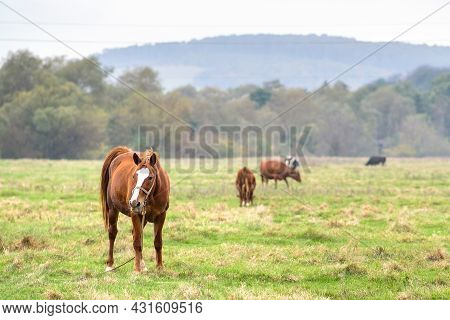 Beautiful Chestnut Horse Grazing In Summer Field. Green Pasture With Feeding Farm Stallion.
