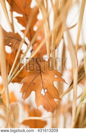 Close Up Of Dry Brown Aragment In Focus