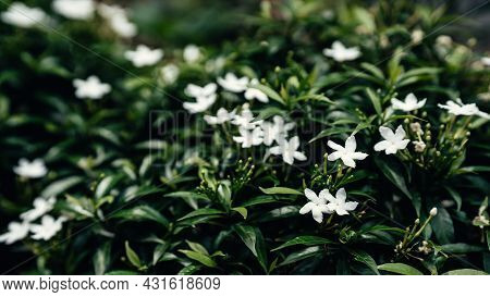 Gerdenia Crape Jasmine With Green Leaves Background. Selective Focus.