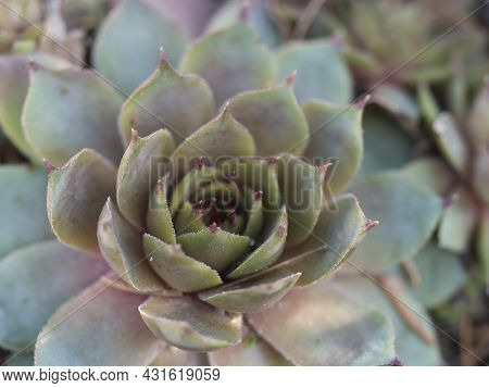 Close Up Of Sempervivum Houseleek Plant Which Has Red Tips On The Green Leaves, Natural Background O
