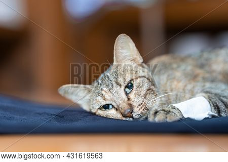 The Sick Cat Lay Weakly On The Blue Cloth, It Gaze Stared Out In Motion.