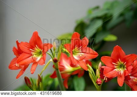 Hippeastrum Flower Or Amaryllis Is A Beautiful Bright Red Flower (hippeastrum Johnsonii Bury) With B