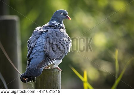 Pigeon Perched In Sunshine On Post In Minsmere