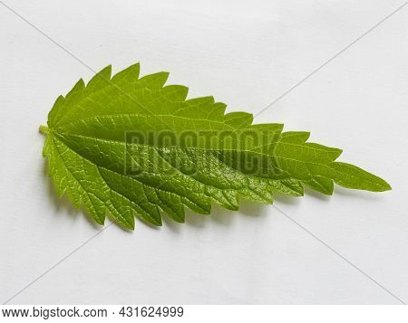 A Green Nettle Leaf On A White Background Taken In Close-up Can Be Used By The Designer
