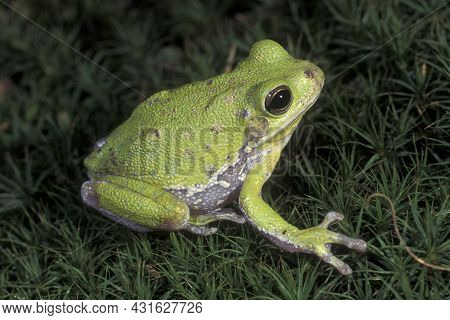 A Barking Tree Frog, Hlyla Gratiosa Sits On Green Moss Near A Pond
