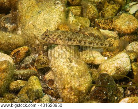 A Sandy Goby, Pomatoschistus Minutus, In The Sound, The Water Between Sweden And Denmark