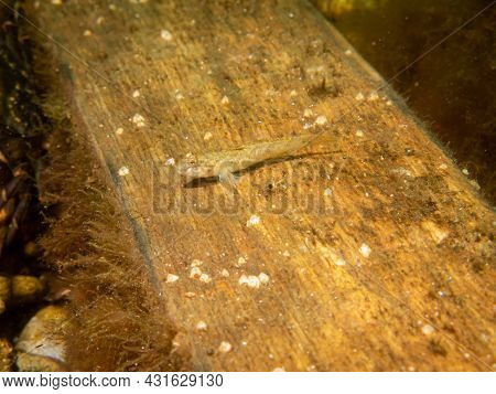 Crystallogobius Linearis, The Crystal Goby. Picture From The Sound, Malmo Sweden