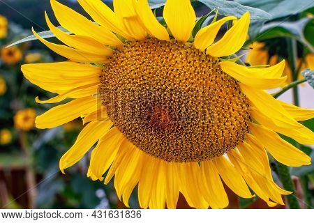 Beautiful Sunflower In Autumn