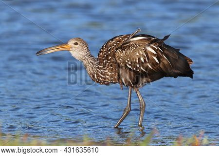 A Limpkin, Aramus Guarauna Standing In Blue Water In A Florida Bay