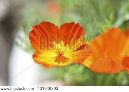 Yellow-red Flowers Of Escholtia Papaveraceae Close-up Old