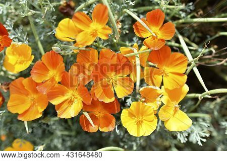 Yellow-red Flowers Of Escholtia Papaveraceae Close-up Old