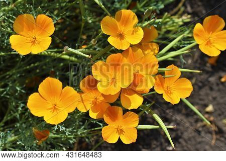 Yellow-red Flowers Of Escholtia Papaveraceae Close-up Old