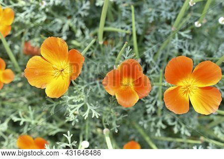 Yellow-red Flowers Of Escholtia Papaveraceae Close-up Old