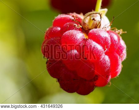 Ripe Fruit Of European Raspberry (rubus Idaeus) Or Red Raspberry, Or European Rubus Idaeus Raspberry