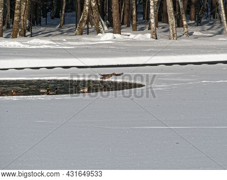 Mallard Duck In Flight Over A Polynya In A Pond, Against The Background Of A Coastal Forest And A Sn