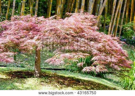 Albero di bambù e albero Arbuscle rosa