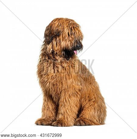 Panting Fawn Briard dog sitting in front, isolated on white