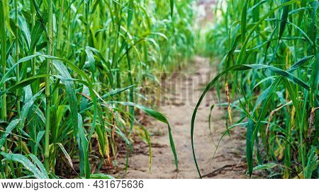 Rural India Landscape, Way Near Young Millet Or Bajara Field. Beautiful Outdoor Shot Of Millet Field