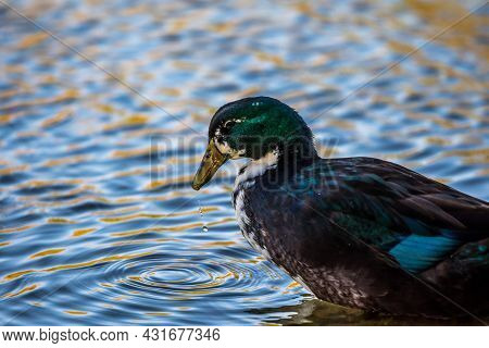A Large Mallard In Yuma, Arizona
