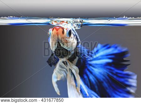 Closeup Of Betta Fish Face, Betta Mouth And Air Bubbles In The Water, Siamese Fighting Fish,betta Sp