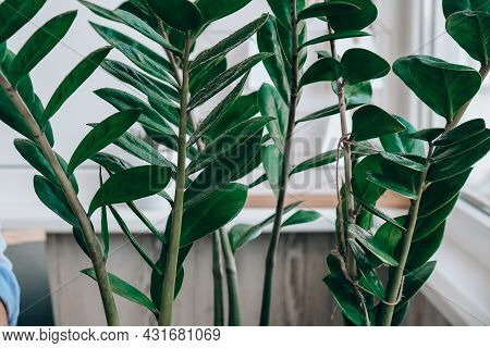 Wet Home Plants After Spraying Close-up. Woman Spraying Zamioculcas Houseplant, Moisturizes Leaves D