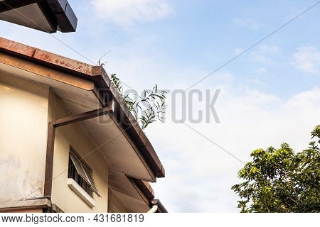 Clogged Roof Rain Gutter Full Of Dry Leaf And Plant Growing In It With Blue Sky