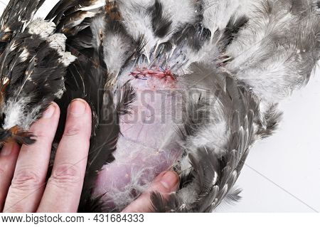 Picture Of Caponize A Rooster On White Background