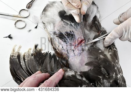 Picture Of Caponize A Rooster On White Background