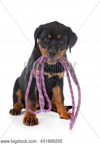 Puppy Rottweiler In Front Of White Background