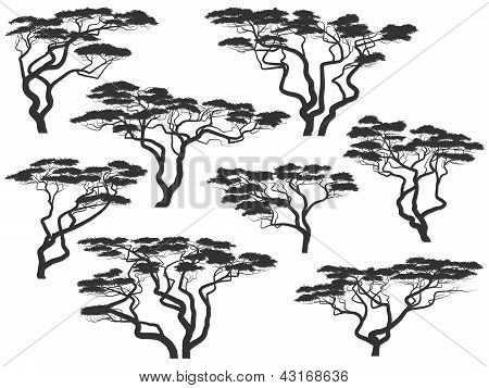 Silhouettes d'arbres d'Acacia africain.