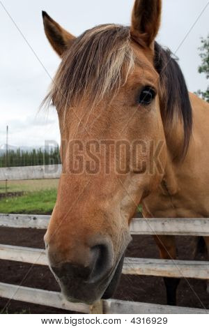 Cavallo