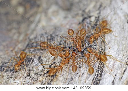 Weber Ameisen Kampf und schwarz ant