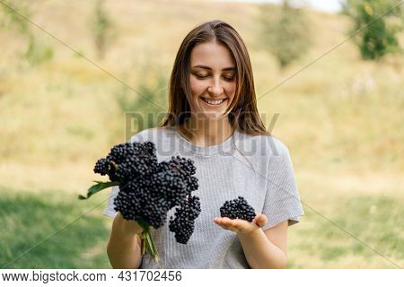 Girl Holds In Hands Clusters Fruit Black Elderberry. Sambucus . Black Elder. European Black Elderber