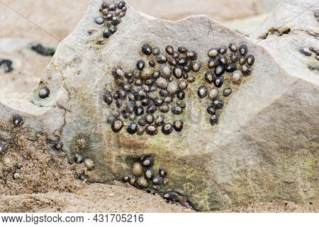 Several Common Limpets Stuck On A Beach Rock