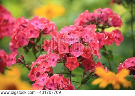 Colorful Floral Phlox Background. Creeping Phlox Phlox Subulata , Also Known As The Moss Phlox.. Hig
