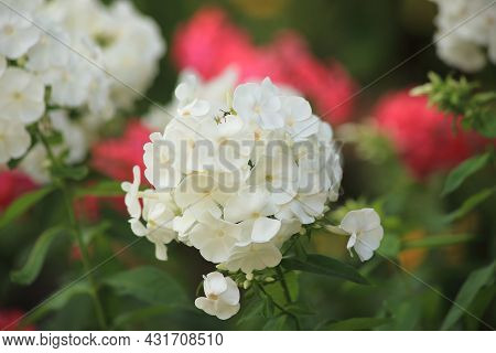 Beautiful White Phlox. Phlox Paniculata Arhangel Grows And Blooms In The Garden In Summer. High Qual