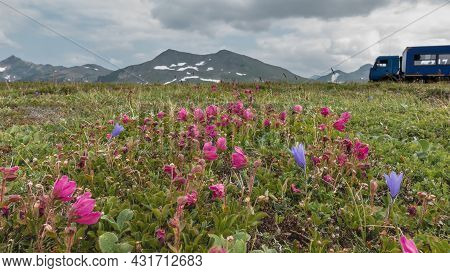 On The Alpine Meadows, Among The Green Grass, Pink Kamchatka Rhododendrons And Purple Bluebells Bloo