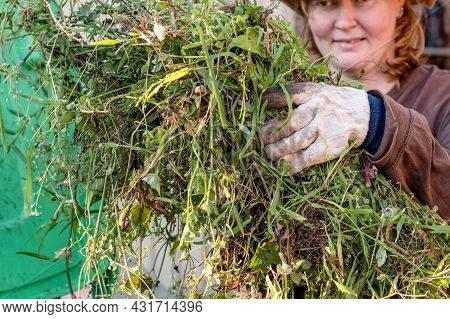 Green Bin Container Filled With Garden Waste. Woman Wearing Gardening Gloves Doing Spring Clean Up I