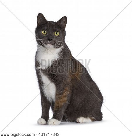 Extremely Rare Male Tortie Cat, Sitting Up Side Ways, Looking Frisky Towards Camera. Isolated On A W